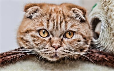 Scottish Fold, chat avec des yeux jaunes, des chats domestiques, animaux familiers, chat roux, des animaux mignons, des chats, des Scottish Fold
