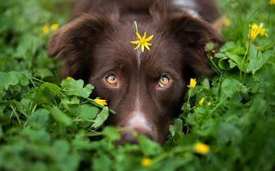 豪州羊飼い, 緑の芝生, 春, かわいい動物たち, aussies, 犬