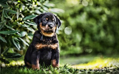 Beauceron, puppy, pets, french shepherd, cute animals, small beauceron, dogs, french shepherd dog