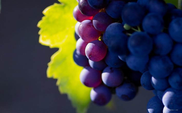 grapes, close-up, harvest, fruits