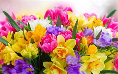pink tulips, spring flowers, daffodils, tulips, freesia, floral background