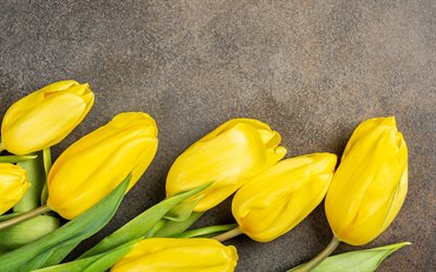 gula tulpaner, brun bakgrund, gula blommor, tulpaner, v&#229;rens blommor, ram med gula tulpaner, tulip knoppar