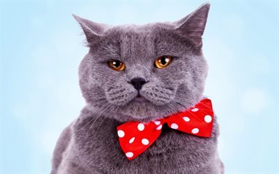 4k, British Shorthair, cat with red bow, cute animals, gray cat, pets, cats, domestic cat, British Shorthair Cat