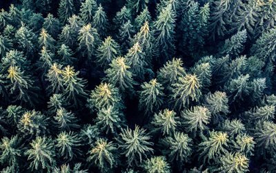 forest top view, treetops, coniferous forest, aerial view, winter, forest, trees