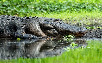 Alligator, 4k, wildlife, reptile, crocodile, lake, bokeh