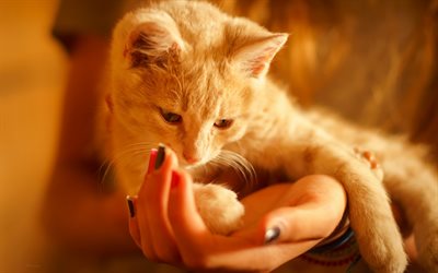 ginger cat, home pet, hands, cute animals, furry cat, Red-headed cat
