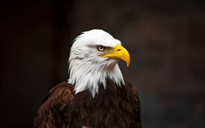 bald eagle, USA symbol, bird of prey, USA, wildlife, wild birds, North America