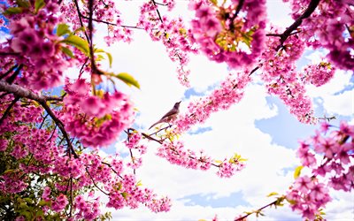kev&#228;t, vaaleanpunaiset ter&#228;lehdet, sakura kukka, sammas, lintu puussa, auringonpaiste s&#228;&#228;, sakura