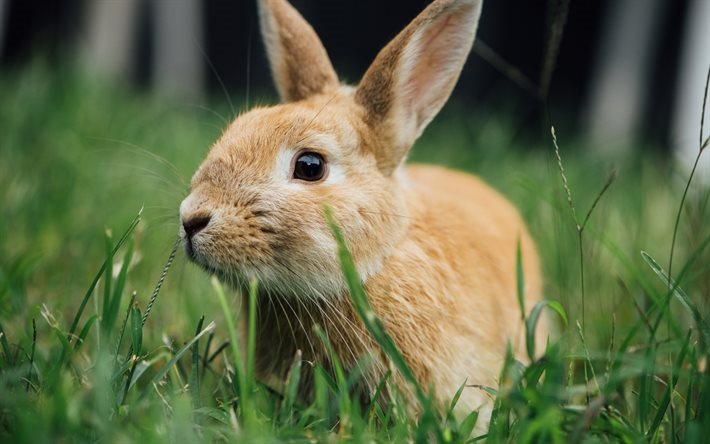 bunny, green grass, cute animals