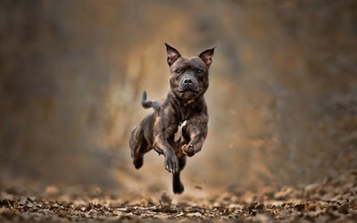 Le Staffordshire Bull Terrier, chien qui court, bokeh, chiot, animaux mignons, les chiens, les animaux de compagnie, Staffordshire Bull Terrier Chien