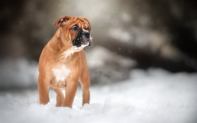 Boxeur allemand, petit brun chiot, mignon petit chien, animal de compagnie, chiots, hiver, neige