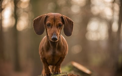 dachshund, pouco brown cachorro, c&#227;es bonitos, animais de estima&#231;&#227;o, floresta, brown dachshund