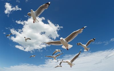 seagulls in the sky, white clouds, seagulls, birds in the sky, sea