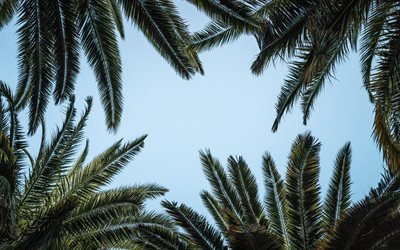 palm leaves frame, blue background, leaves frame, palm leaves, summer frame