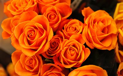 4k, rose arancioni, sfondo di fiori d arancio, sfondo di rose, boccioli di rosa arancioni, sfondo con rose