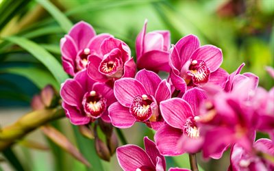 rosa orkid&#233;er, bakgrund med orkid&#233;er, tropiska blommor, orkid&#233;gren, orkid&#233;er