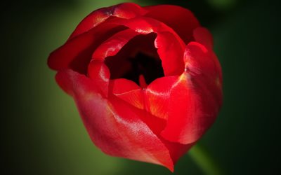 red tulip, 4k, buds, spring flowers, macro, bokeh, red flowers, tulips, blurred backgrounds, beautiful flowers, backgrounds with tulips, red buds