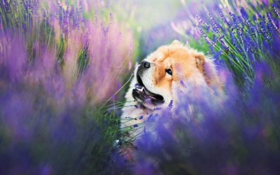 Chow Chow in flowers, bokeh, furry dog, Chow-Chow, Lavender, pets, Chow Chow, green grass, Songshi Quan, dogs, Chow Chow Dog