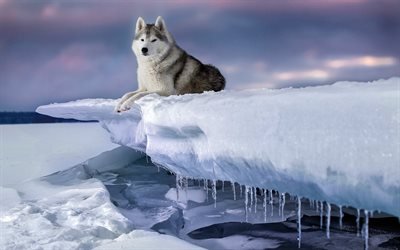 Alaskan Malamute, Huskies, Alasca, gelo, neve, inverno, cachorros, p&#244;r do sol, noite, animais de estima&#231;&#227;o