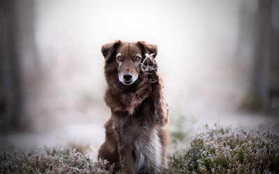 Border Collie, lindo marr&#243;n del perro, Pastor Australiano, bosque, mascotas, perros