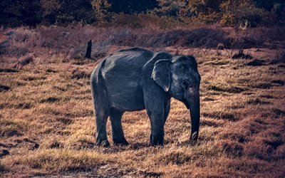 elefantti, 4k, wildlife, savannah, norsuja, Afrikka, Elephantidae kuuluville el&#228;imille
