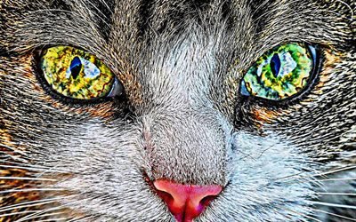 Chat American Shorthair, le museau, close-up, HDR, chats domestiques, le chat dans l&#39;herbe verte, les animaux de compagnie, heterochromia, chats, chat mignon, American Shorthair