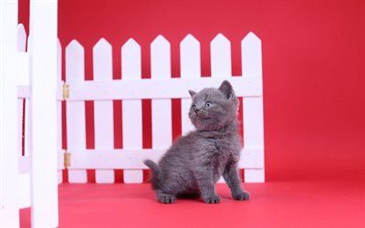 British Shorthair, peque&#241;o gatito gris, lindos animales, mascotas, gatos, gatitos