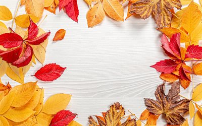 autumn frame, yellow leaves frame, white wooden background, autumn, natural frames, autumn leaves