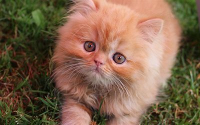 ginger fluffy kitten, small cute cat, gray eyes, kittens, cats, pets, green grass