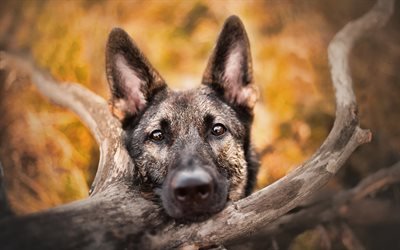 German Shepherd, macro, bokeh, pets, cute animals, dogs, German Shepherd Dog