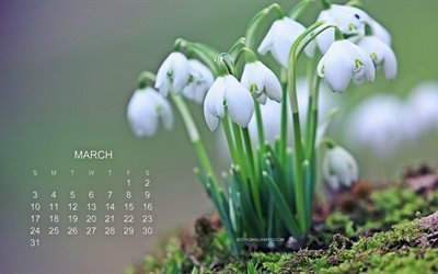 2019 March Calendar, snowdrops, green background, spring, forest, 2019 calendar, spring flowers, calendar for March 2019, flowers