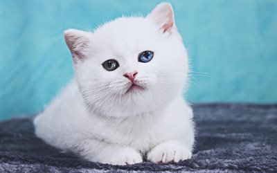 White British Shorthair Cat, 4k, kitten, cat with heterochromia, cute animals, bokeh, pets, cats, white kitten, British Shorthair, domestic cat, British Shorthair Cat