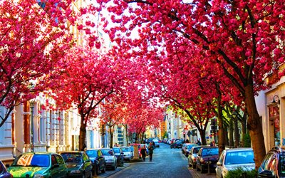 Bonn, sakura, spring, german cities, Europe, Germany, Cities of Germany, cherry blossom, Bonn Germany, cityscapes, HDR