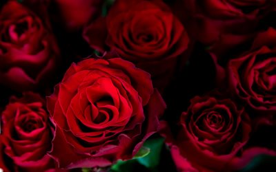 roses rouges fonc&#233;es, fond avec des roses, roses rouges, fond floral, fond de roses rouges