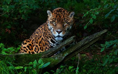 Jaguar, wildlife, predators, Panthera onca, jungle, predatory cat, predatory look