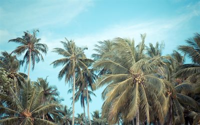 palms, coconuts, evening, blue sky, palm branches, tropical island, beach