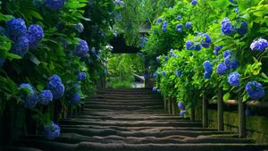 Ein schöner blumen gartenweg
