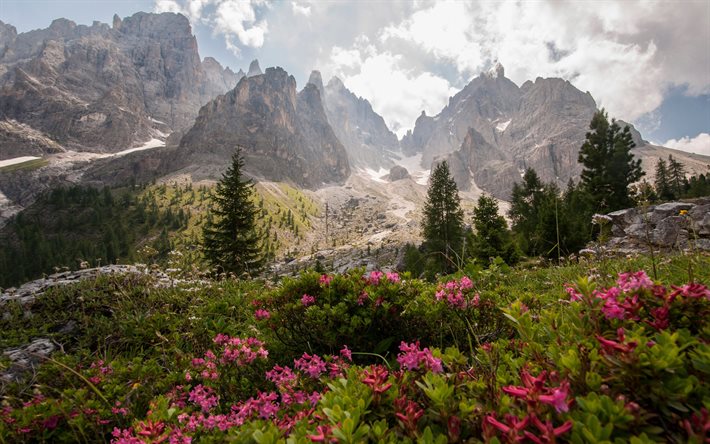 Dolomiti, Alpi, paesaggio di montagna, fiori di montagna, rododendri, montagne, primavera, rocce, Italia