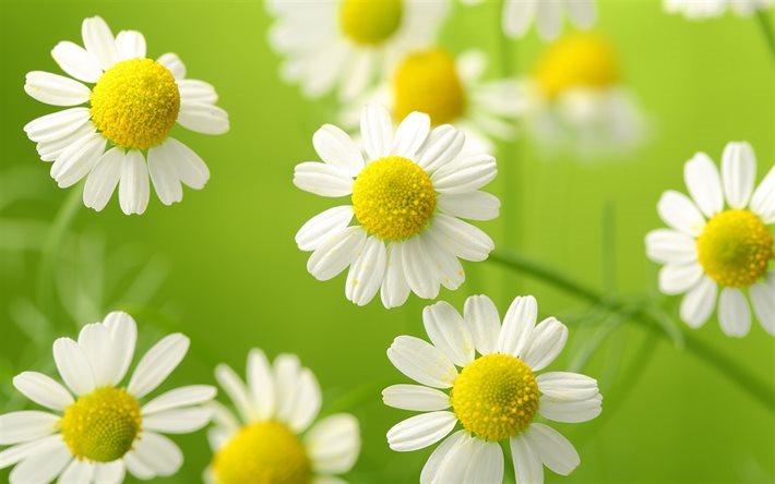 chamomile, blur, white flowers