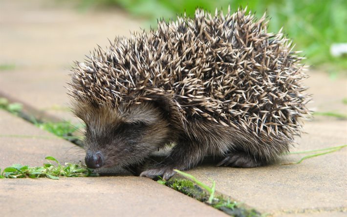 hedgehog, funny animals, close-up