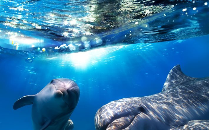 havet, delfiner, underwater world, Dolphin
