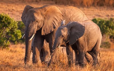 elephants, mother and cub, wildlife, Africa