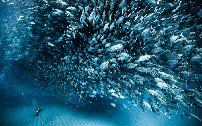 peixe, 4k, mergulhador, mar, a vida selvagem, Calif&#243;rnia, EUA, Am&#233;rica