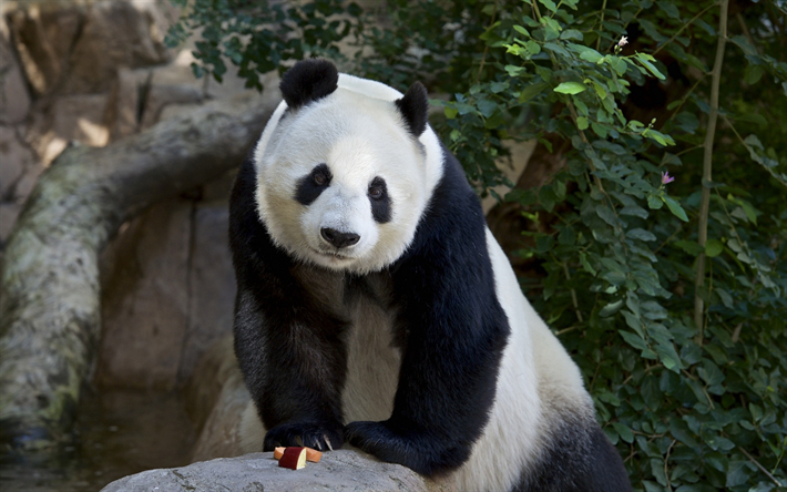stora panda, bj&#246;rn, s&#246;ta djur, pandor, skogen