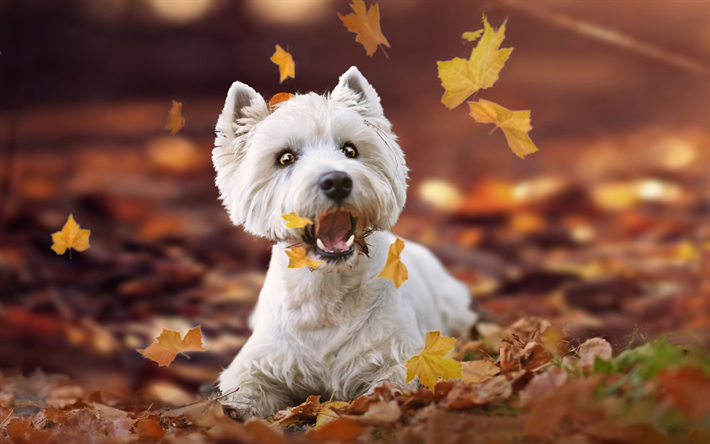 West Highland White Terrier, white puppy, autumn leaves, dog, autumn, cute animals