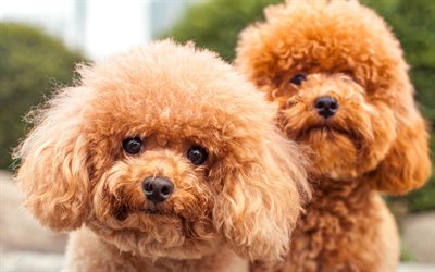 Poodle, 4k, cute animals, puppies, funny animals, dogs