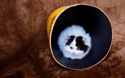 Persian Cat, close-up, kitten, fluffy cat, small cat, domestic cats, pets, Persian, cats