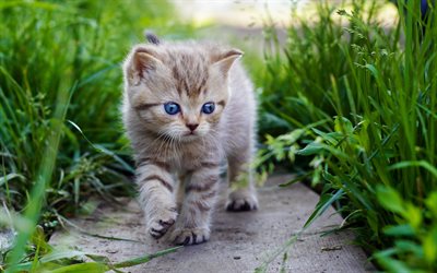 American Wirehair Cat, cats, pets, blue eyes, kitten, domestic cats, cute animals, American Wirehair