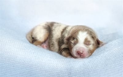 newborn puppy, aussie, small Australian shepherd, sleeping puppy, dogs, pets, cute animals