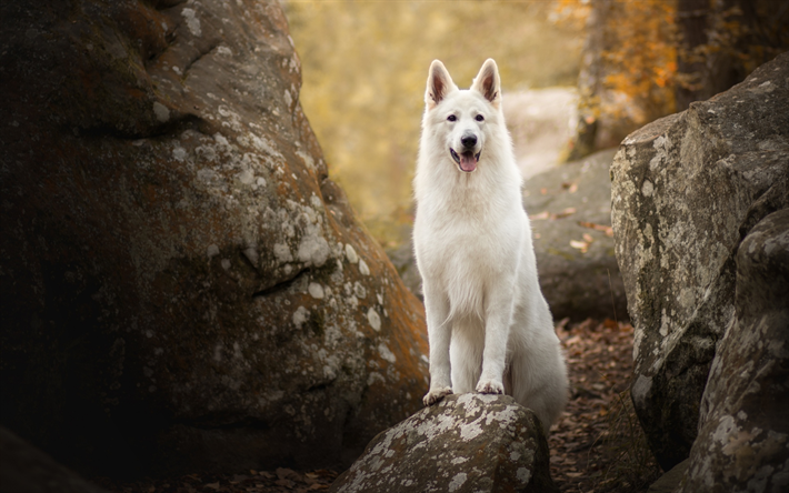 Swiss Shepherd, skogen, White Swiss Shepherd, bokeh, hundar, h&#246;st, White Swiss Shepherd Dog, husdjur, Vit Herdehund